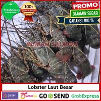 Gambar Lobster Laut Jumbo 1 kg isi 2-4 ekor Jenis Batu, Pasir / Bambu Murah dari januardylan undefined 3 Tokopedia