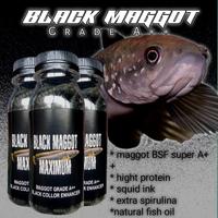 Gambar black maggot kering pakan ikan channa asiatica wa | makanan ikan asiatica white spot kemasan botol 100ml BISA COD dari pioneer up undefined 1 Tokopedia