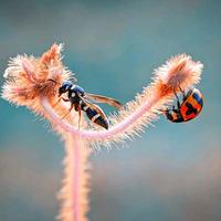 Gambar QQ Lens lensbong Macro Photography Untuk Kamera Hp / Smartphone Siap Pakai ( Pre Order) dari Mpey Store undefined 4 Tokopedia