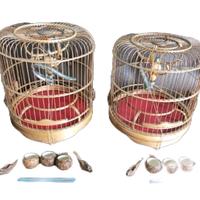 Gambar sangkar burung cungkok pleci dari bocahf&f undefined 1 Tokopedia