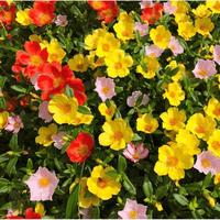 Gambar Benih Seribuan - 20 Bibit Bunga Mossrose Mix Krokot Unggul - MOSSROSE KROKOT dari ANNISA RAHMADANI-6uRQZg18UE undefined 3 Tokopedia