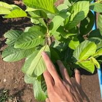 Gambar Bibit JAMBU KRISTAL MERAH TANPA BIJI dari TNY KEBUN ID undefined 3 Tokopedia