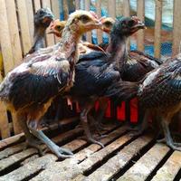 Gambar BARU- ANAKAN AYAM PELUNG CALON JUMBO USIA 1 BULAN - dari Sarah OTS undefined 4 Tokopedia