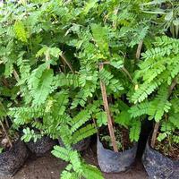 Gambar ( BISA COD ) Pohon Daun Saga Bibit Tanaman Obat Daun Saga Pohon Saga / Tanaman Herbal Daun Saga / Pohon Daun Saga Untuk Obat Batuk Bibit Tanaman Daun Saga - tanaman alami dari Leafflowers25 undefined 2 Tokopedia