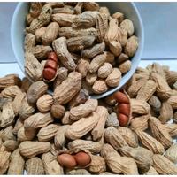 Gambar Kacang Kulit Sangrai Goreng Pasir Bendo Cap Wayang Sehat Non Kolesterol 2.7kg - 2,7 kg dari Tukumane Snack undefined 1 Tokopedia