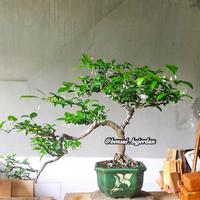 Gambar Bonsai Anting Putri (Wrightia religiosa) Prospek Cascade Berbakat dari Bonsai Gallery undefined 1 Tokopedia