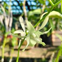 Gambar anggrek Dendrobium Lumajang Exotic dari ekoebc undefined 1 Tokopedia