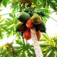 Gambar Bibit Benih Buah Carica Papaya (10 Butir) dari Winner Store_NEW undefined 3 Tokopedia