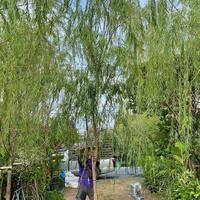 Gambar Pohon Liang Liu Tinggi 4 meter / Tanaman pohon Janda merana / jual pohon liang Liu tinggi 4 meter / Pohon janda merana dari abassy nursery undefined 4 Tokopedia
