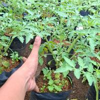 Gambar bibit pohon tomat chery / pohon buah tomat merah dari Della Taman_NEW undefined 5 Tokopedia