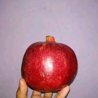 Gambar bibit tanaman delima merah jumbo hasil cangkok cepat berbuah bisa Tabulampot dari reinabibittanaman undefined 3 Tokopedia
