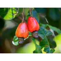 Gambar PREMIUM ! [ ISI 10 ] BENIH BIBIT BIJI - JAMBU MONYET MEDE KACANG METE CASHEW NUT TREE (ANACARDIUM OCCIDENTALE) SEEDS ORIGINAL dari KEBUN PAMANKU undefined 2 Tokopedia
