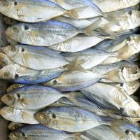 Gambar Ikan Asin Peda Selar [TERMURAH] 250 Gram- 1 Kg Bisa COD - 250 Gram dari Hausinstore. undefined 3 Tokopedia