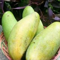 Gambar Bibit tanaman buah mangga jumbo Mahatir okulasi dari Florist Nursery undefined 2 Tokopedia
