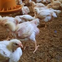 Gambar Vitamin Ayam AGP SAKTI - Obat Ayam AGP SAKTI - Vitamin Penambah Nafsu Makan dari LUKMART SAHABAT TERNAK undefined 5 Tokopedia