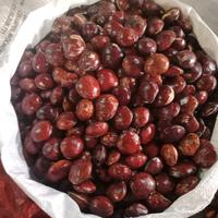 Gambar 500gram-1kg jengkol tua kering belum rendaman super  full sortir - 500gram dari DNshop90 undefined 4 Tokopedia