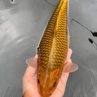 Gambar ikan koi Chagoi Tembaga 30-35cm - Penjinak Kolam - Koi blitar dari Gevana koi undefined 2 Tokopedia