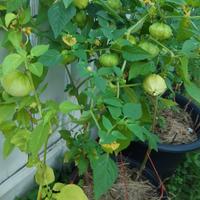 Gambar 3 Ciplukan Jumbo Hijau Tomatillo Cisineros Tanaman Buah Unggul Paktani dari Gardenium undefined 4 Tokopedia