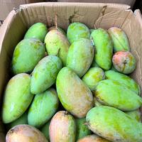Gambar Manggaa kiojay kriuk segar rujakan free bumbu bangkok - 800gr dari Aleshaulfa25 undefined 3 Tokopedia