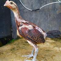 Gambar BARU- ANAKAN AYAM PELUNG CALON JUMBO USIA 1 BULAN - dari Sarah OTS undefined 3 Tokopedia