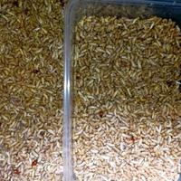 Gambar UMPAN MEMANCING POA/PUA/RENGAS 1KG Bersih tanpa kayu dari Shandy Fishing undefined 2 Tokopedia