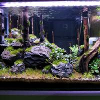 Gambar batu turli aquascape paludarium taman kolam tema natural jungle iwagumi style dari PRIMITIVE MATERIAL_NEW undefined 1 Tokopedia