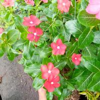 Gambar Bunga Vinca Aneka Warna Mekar dan Rimbun di Pot Gantung - Tanaman dari SINAR FLOWER undefined 4 Tokopedia