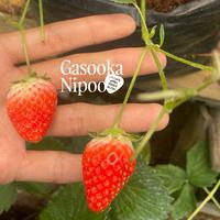 Gambar Varietas Sachinoka (Bibit Tanaman Strawberry Introduksi Jepang) dari GN Aardbeien undefined 2 Tokopedia