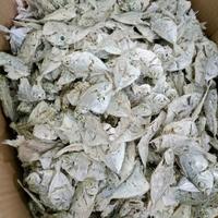 Gambar Ikan Asin Rebus Petek 1 KG ( 1000 Gram ) dari BERKAH NAZA 99 undefined 4 Tokopedia