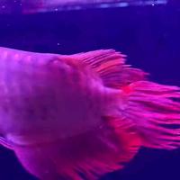 Gambar ikan arwana super red rare kumpay slayer kumpai realpict 30-35cm dari bettalimalima undefined 3 Tokopedia