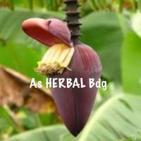 Gambar Jantung pisang mas - jantung pisang emas organik 1 kg-az dari As HERBAL Bdg undefined 1 Tokopedia