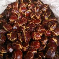 Gambar jengkol tua super great A PREMIUM BERAT 500GRAM-1 KG sudah full sortir - 500 gram dari DNshop90 undefined 4 Tokopedia