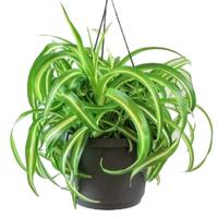 Gambar TANAMAN HIAS SPIDER PLANT CURLY BONNIE PLUS POT HITAM dari SANGGAR BUNGA ALAMSARI undefined 3 Tokopedia