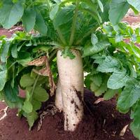 Gambar 70 BUTIR BIJI/BENIH TANAMAN LOBAK PUTIH RADISH dari Seeds Garden99 undefined 3 Tokopedia