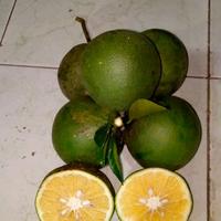 Gambar 2kg jeruk baby java/jeruk Sunkist jawa manis sekali,no asem atau kecut dari S Y J shop undefined 2 Tokopedia