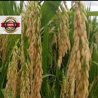 Gambar (3KG GENJAH) PADI SIMBOK UMUR PENDEK ORIGINAL USIA 85-90 HST Tanaman dari pribumi unggul undefined 3 Tokopedia
