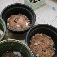 Gambar HAMSTER SYRIA           . dari HAMSTER HURU HARA undefined 4 Tokopedia