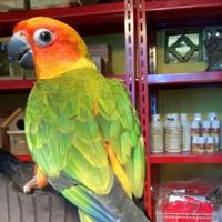 Gambar Parrot Nusantara Burung Sun Conure Jinak Sehat Lincah Bergaransi Termurah Warna Menarik Cocok Semua Usia dari Parrot Nusantara Bekasi undefined 4 Tokopedia