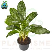 Gambar Tanaman Hias – Aglaonema Light Green Chinese Evergreen Sri Rejeki Daun Hijau Muda Glossy Indoor Plant dari Plantisme undefined 3 Tokopedia