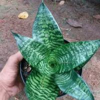Gambar PROMO Tanaman hias sansivera mini green / tapis kodok hijau Daun dari Gita Rosalia Store95 undefined 4 Tokopedia