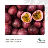 Gambar Benih Bibit Buah Markisa Ungu Manis Super Tanaman Buah Buahan Markisa Madu Premium Berkualitas Unggul - MARKISA UNGU dari Benih Seribuan Solo undefined 4 Tokopedia