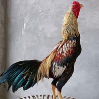 Gambar ayam adu super vvip (bangkok, birma, pama, mangon, saigon,ganoi, koyngon, khoytrad, pakoy, dan lain nya  ) dari rrzzkkyy. undefined 2 Tokopedia
