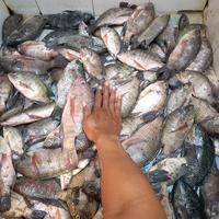 Gambar Essen RK lumut cacing pelet target nila ikan mas tawes 10ml Mancing dari Alatalatpancing_NEW undefined 1 Tokopedia