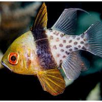 Gambar IKAN HIAS LAUT CAPUNGAN MATA MERAH dari 𝐉𝐔𝐀𝐋 𝐇𝐀𝐒𝐈𝐋 𝐋𝐀𝐔𝐓 𝐈𝐈 undefined 1 Tokopedia