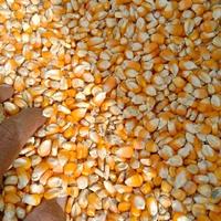 Gambar jagung mentah bisa di kusumsi atau pakan ternak kemasan 1 kg dari jaya jamur_NEW undefined 1 Tokopedia