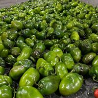 Gambar Lombok Dieng Hijau Segar / Cabe Gendot Khas Dieng Hijau dari Tani go nasional undefined 2 Tokopedia