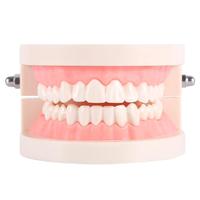 Gambar Model gigi dewasa standar typodont demonstration teeth model study dari Alice Dental undefined 1 Tokopedia