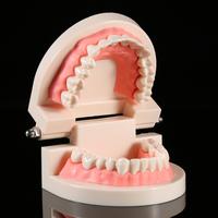 Gambar Model gigi dewasa standar typodont demonstration teeth model study dari Alice Dental undefined 4 Tokopedia