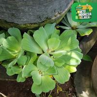 Gambar tanaman air apu apu (B) dari CV ARY GASEBO undefined 1 Tokopedia