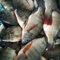 Gambar Ikan Mujaer dari Pasar Blimbing Malang undefined 2 Tokopedia